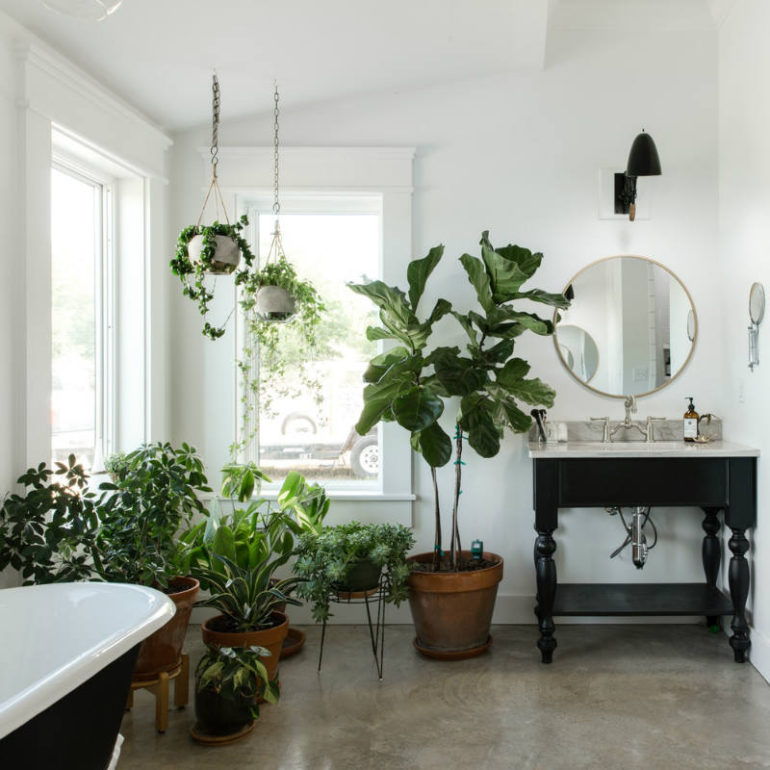 φυτα εσωτερικου χωρου