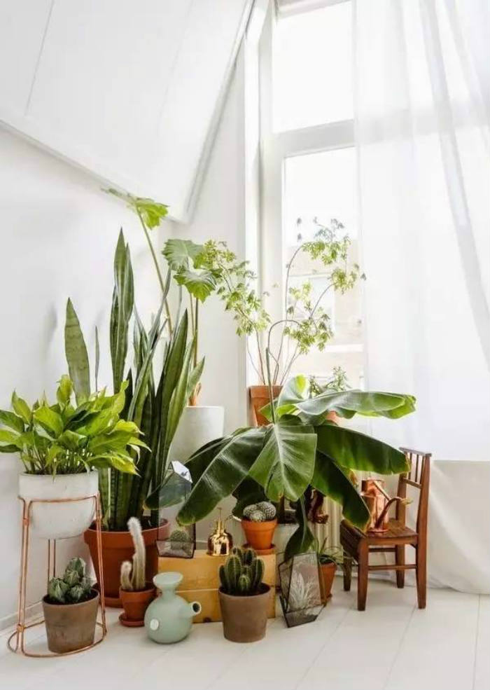 φυτα εσωτερικου χωρου σε μινι ζουγκλα