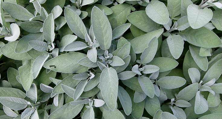 πρασινο του φασκομηλου