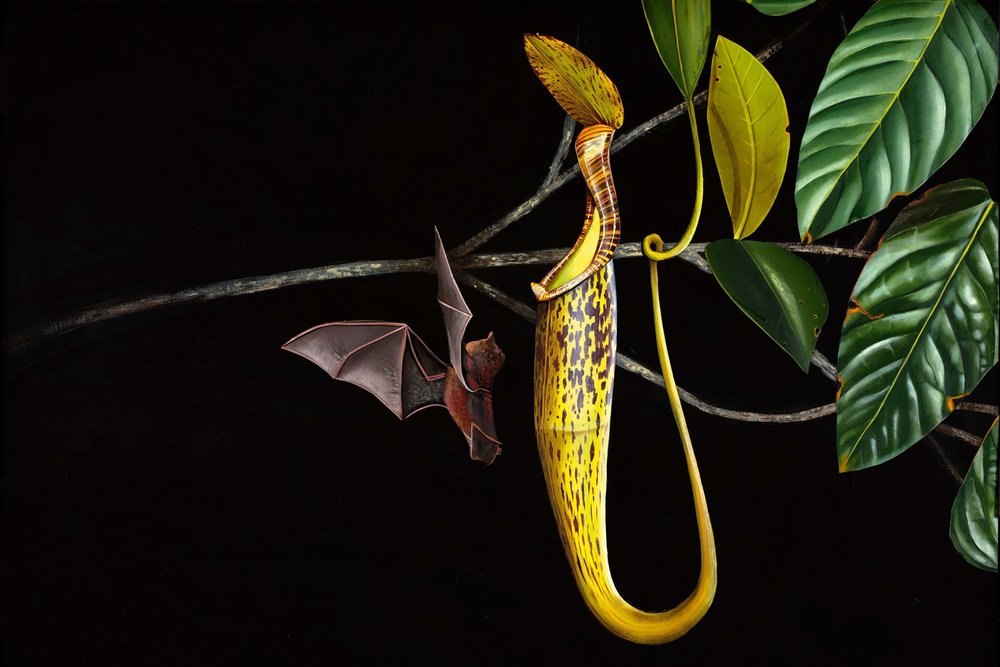 σαρκοφαγο φυτο νηπενθες νυχτεριδα