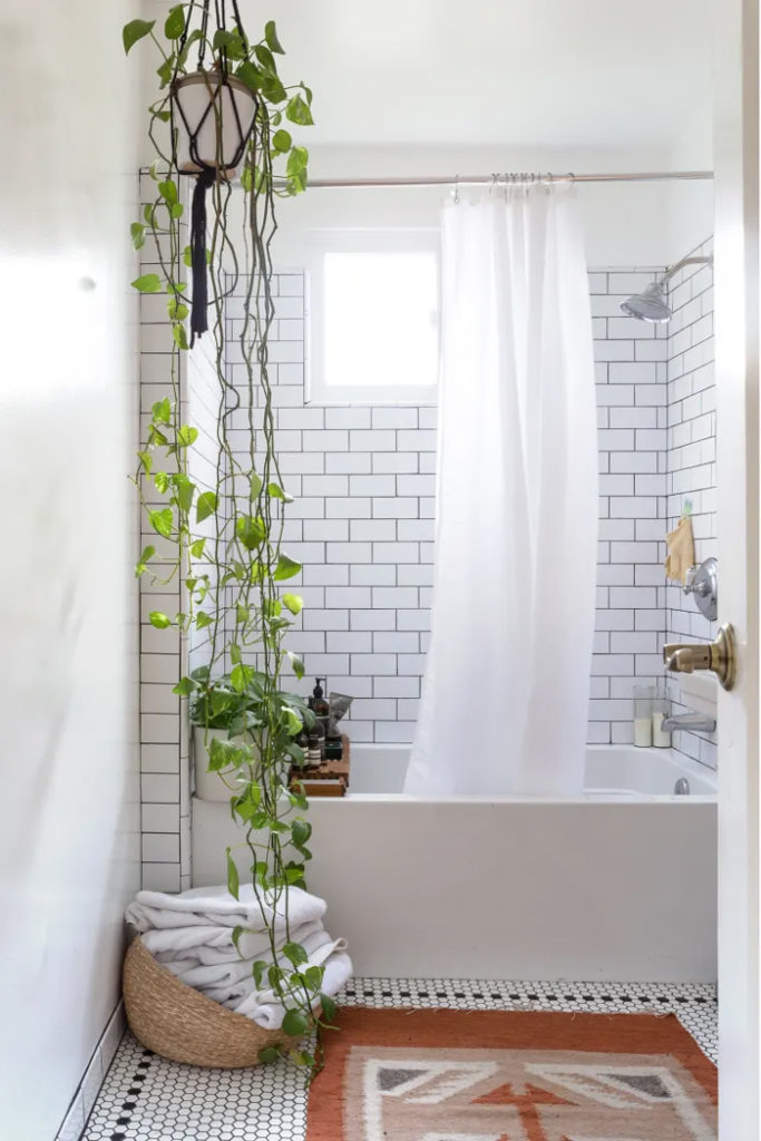 κρεμαστο φυτο εσωτερικου χωρου μπανιο φυτα για το μπανιο σκοτεινο φως