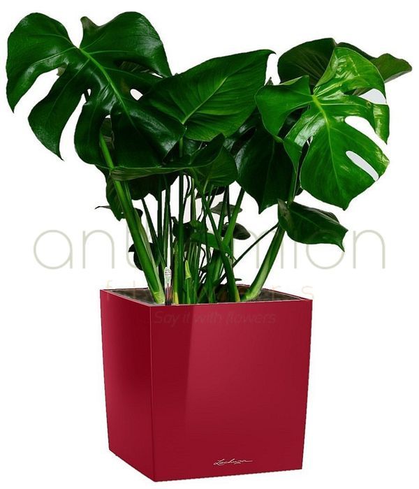 μονστερα φυτο σε γλαστρα αυτοποτιζομενη monstera