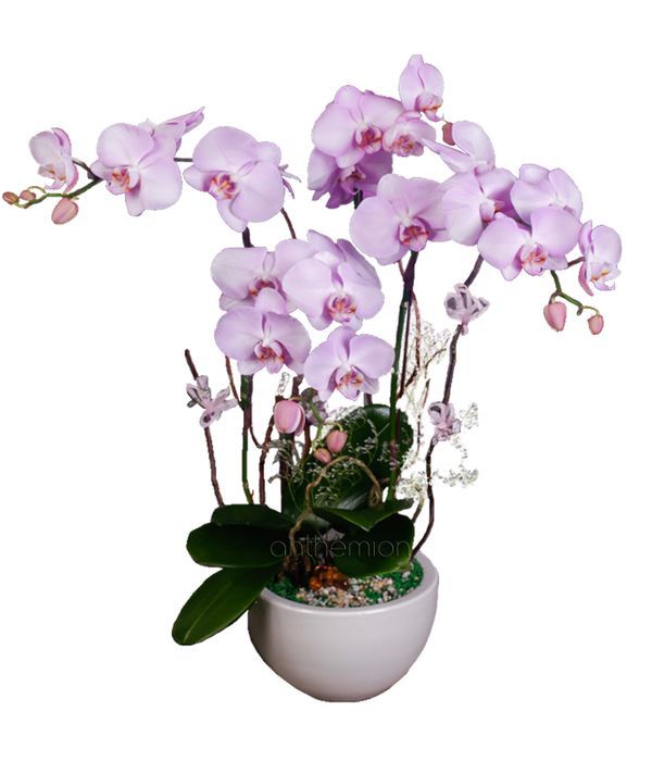ροζ ορχιδέες Φαλαίνοψις ορχιδεα σε γλαστρα