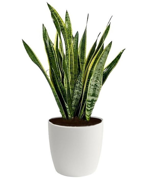 σανσιβερια φυτο