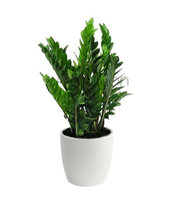 ζαμια φυτο ζαμιοκουλκας γλαστρα