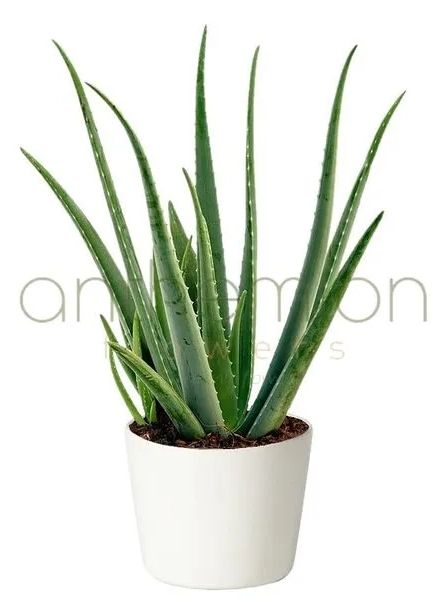 αλοη φυτο αγορα online αλοε βερα aloe vera