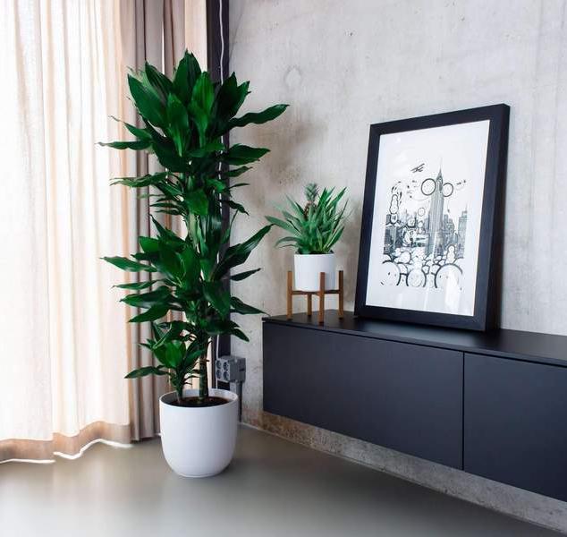 δρακαινα φυτο γλαστρα janet αγορα online