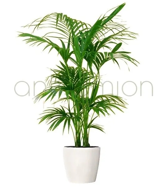 κεντια φυτο αγορα online