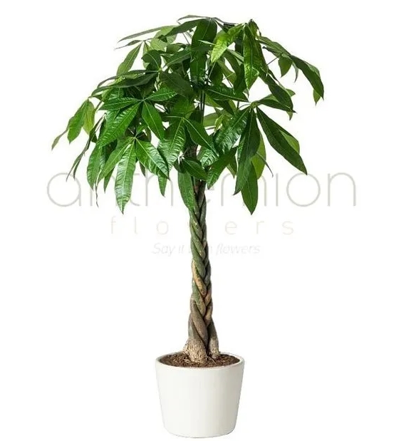 παχιρα παχυρα φυτο αγορα online