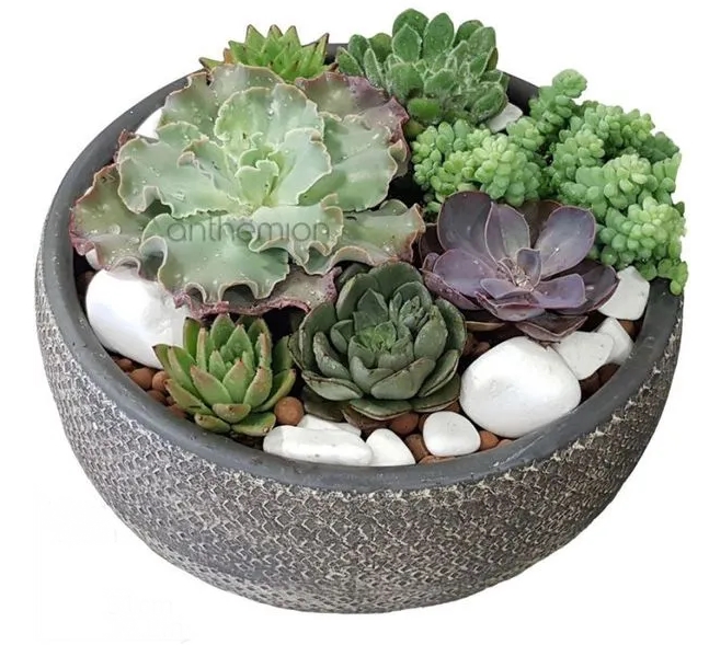 παχυφυτα συνθεση αγορα online