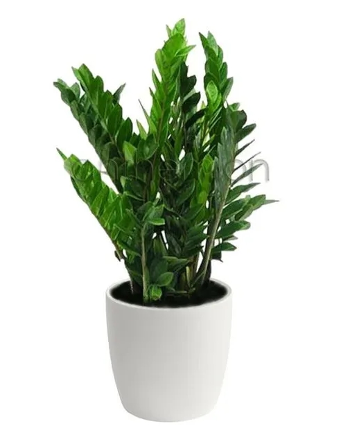 ζαμια φυτο ζαμιοκουλκας γλαστρα zz αγορα online