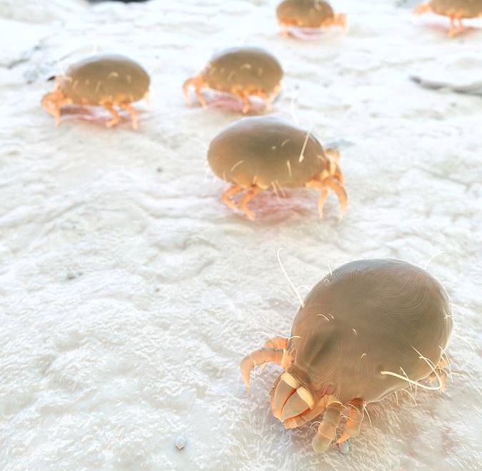 ακαρεα μαξιλαρι πλυσιμο μαξιλαροθηκη πλυντηριο κρεβατι