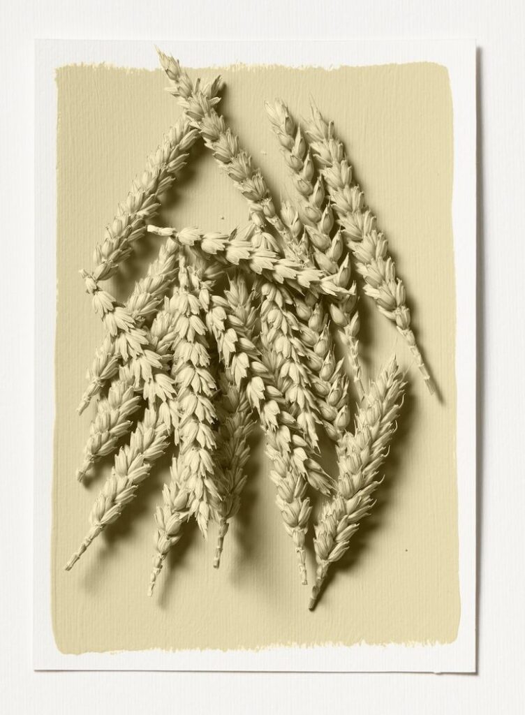 βιβεχρωμ χρωμα της χρονιας 2023 βιβεχρωμ vivechrom